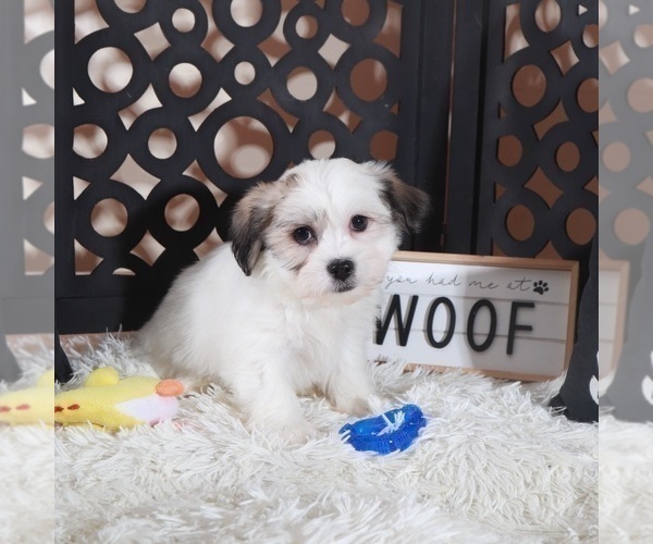 Medium Photo #2 Zuchon Puppy For Sale in MOUNT VERNON, OH, USA