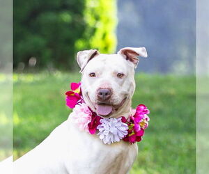 Mutt Dogs for adoption in Unionville, PA, USA