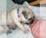 Small Photo #2 Pug Puppy For Sale in MINERAL RIDGE, OH, USA