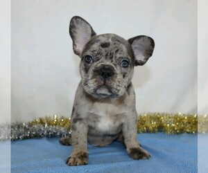 French Bulldog Puppy for sale in FREDERICKSBG, OH, USA