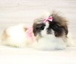 Small Photo #3 Pekingese Puppy For Sale in LAS VEGAS, NV, USA