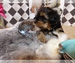 Small Photo #6 Yorkshire Terrier Puppy For Sale in AUSTIN, TX, USA