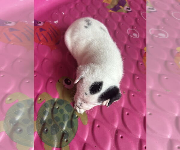 Medium Photo #2 - Mix Puppy For Sale in The Woodlands, TX, USA