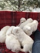 Small Photo #7 Samoyed Puppy For Sale in ROCHESTER, NY, USA