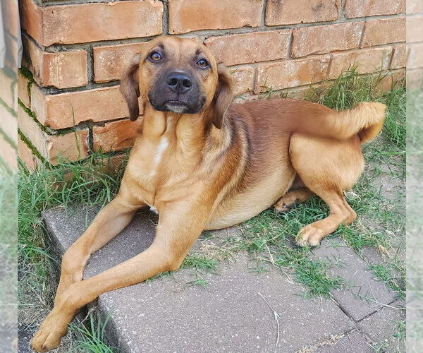 Medium Photo #1 Black Mouth Cur-Unknown Mix Puppy For Sale in Boston, MA, USA