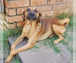 Black Mouth Cur-Unknown Mix Dogs for adoption in Boston, MA, USA