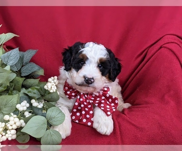 Medium Photo #6 Bernedoodle (Miniature) Puppy For Sale in GLEN ROCK, PA, USA