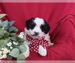 Small Photo #6 Bernedoodle (Miniature) Puppy For Sale in GLEN ROCK, PA, USA
