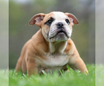 Small Photo #63 English Bulldog Puppy For Sale in WARSAW, IN, USA