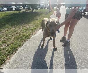 Weimaraner Dogs for adoption in Ocala, FL, USA