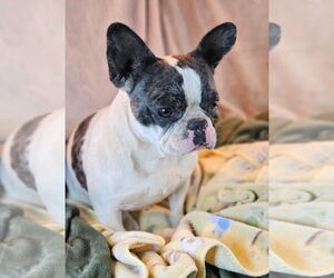 French Bulldog Dogs for adoption in Bon Carbo, CO, USA