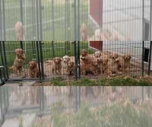 Goldendoodle Puppy for sale in ROMULUS, NY, USA
