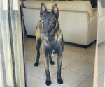 Small Photo #1 Belgian Malinois Puppy For Sale in SAN DIEGO, CA, USA