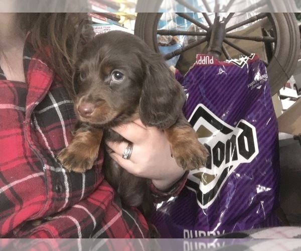 Medium Photo #1 Dachshund Puppy For Sale in BRANDON, VT, USA