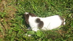 Small Photo #1 German Shorthaired Pointer Puppy For Sale in SAND LAKE, MI, USA