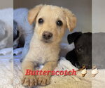 Small #6 Brittany-Dachshund Mix