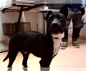 Mutt Dogs for adoption in Martinez, CA, USA