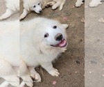 Small #2 Great Pyrenees
