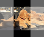 Puppy Puppy 6 Red Golden Retriever
