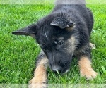 Small Photo #8 German Shepherd Dog Puppy For Sale in JURUPA VALLEY, CA, USA