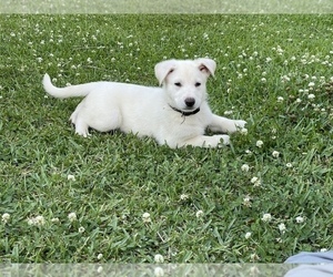 German Shepherd Dog Puppy for Sale in MACCLENNY, Florida USA