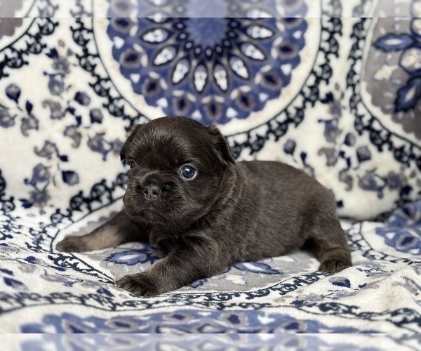 Medium Photo #2 French Bulldog Puppy For Sale in NEWTON, NJ, USA