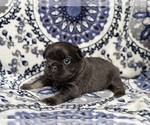 Small #1 French Bulldog