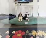 Small #1 Mutt