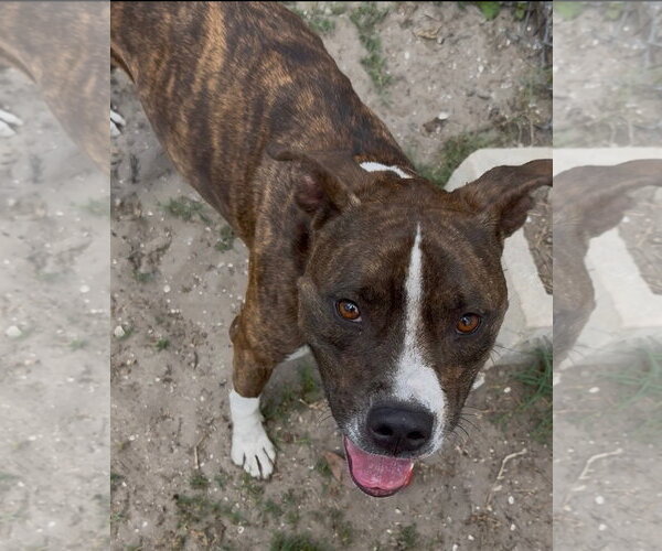Medium Photo #2 Mutt Puppy For Sale in Sanford, FL, USA