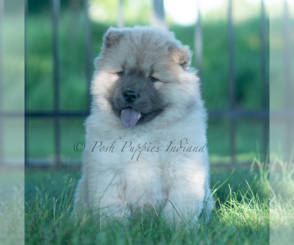 Medium Photo #24 Chow Chow Puppy For Sale in WARSAW, IN, USA