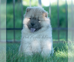 Small Photo #24 Chow Chow Puppy For Sale in WARSAW, IN, USA