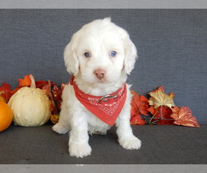 Cockapoo Puppy for sale in MILLERSBURG, OH, USA