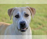 Small #1 Labrador Retriever Mix