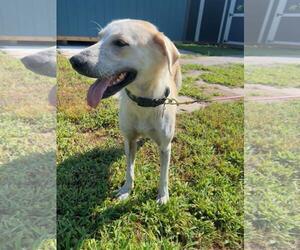 ELLE - Female Great Pyrenees-Unknown Mix Dog for Adoption - Photo #4