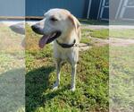 Small #3 Great Pyrenees Mix