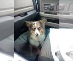 Small Photo #1 Miniature Australian Shepherd Puppy For Sale in CLAREMORE, OK, USA
