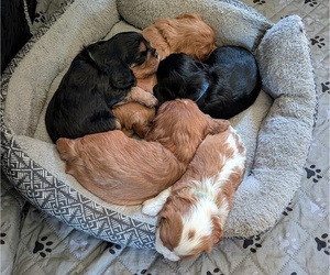 Cavalier King Charles Spaniel Puppy for Sale in GAINESVILLE, Texas USA