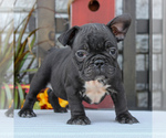 Small #1 Faux Frenchbo Bulldog