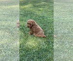 Puppy Puppy 2 Poodle (Miniature)