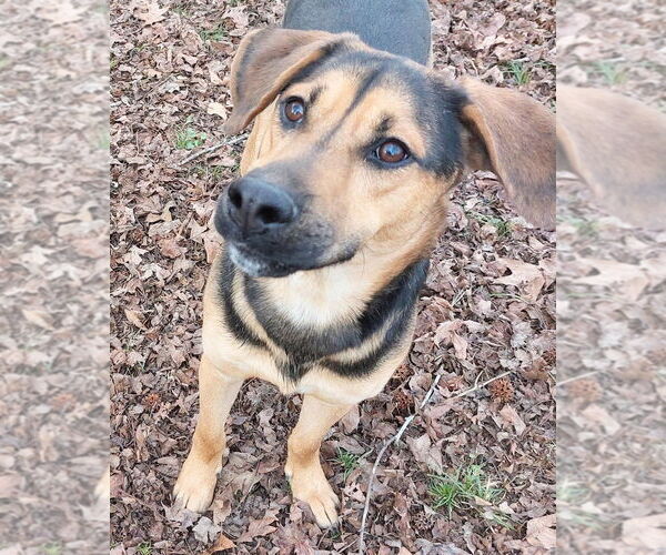 Medium Photo #4 Mutt Puppy For Sale in Boston, MA, USA