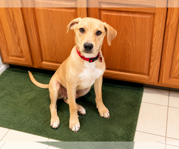 Medium Photo #3 Labrador Retriever-Unknown Mix Puppy For Sale in Clovis, CA, USA