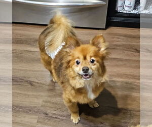 Miwak - Male Pom-A-Poo Dog for Adoption - Photo #2