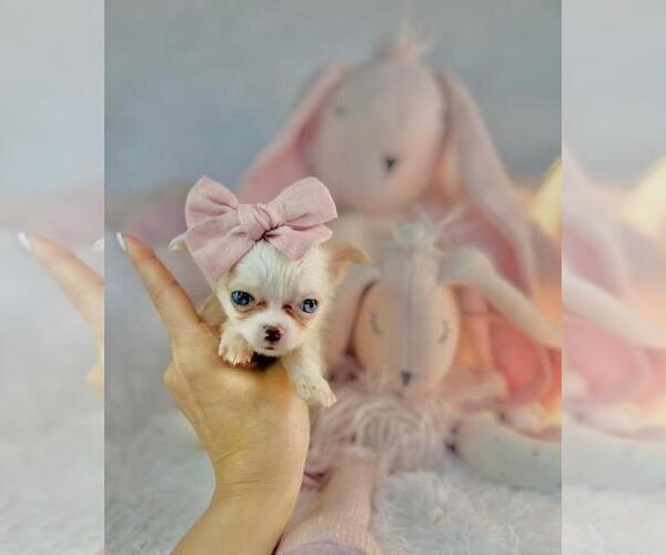 Medium Photo #20 Chihuahua Puppy For Sale in DELRAY BEACH, FL, USA