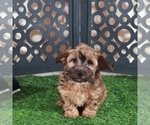 Small #2 Yorkiepoo mix (+ Poodle Toy)