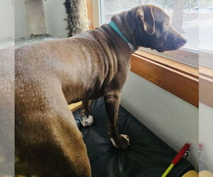 Maris - Female Labrador Retriever-Unknown Mix Dog for Adoption - Photo #5