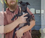 Small #2 American Staffordshire Terrier Mix