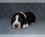 Small #4 English Springer Spaniel