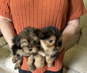 YorkiePoo Puppy for sale in VIRGINIA BEACH, VA, USA