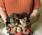 Image preview for Ad Listing. Nickname: Gizmo