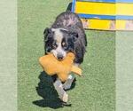 Small #8 Border-Aussie